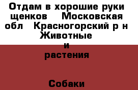 Отдам в хорошие руки щенков. - Московская обл., Красногорский р-н Животные и растения » Собаки   